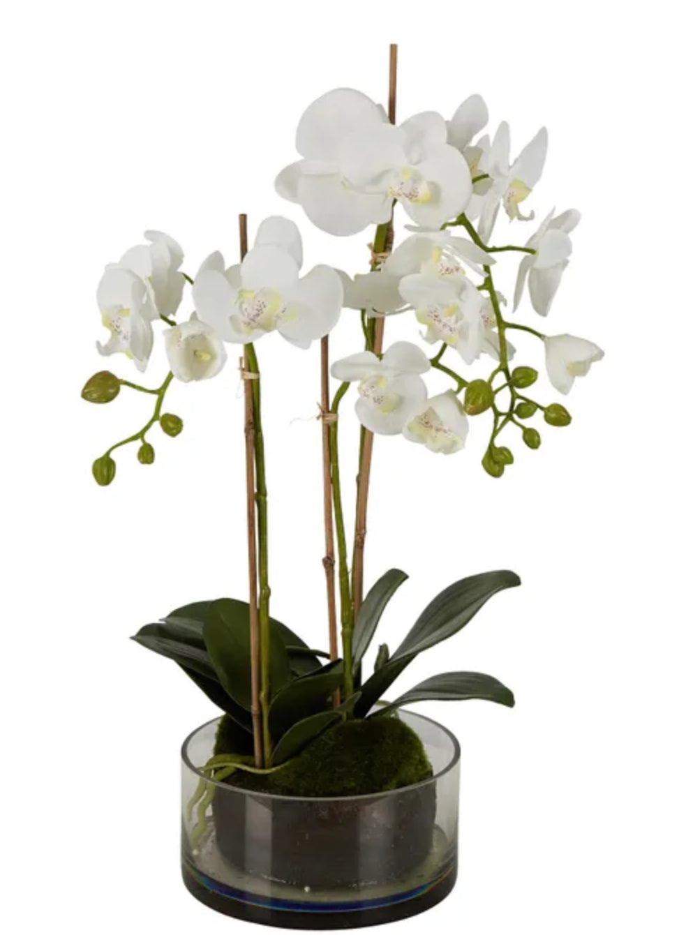 Orchid in Round Glass Vase 60cm H