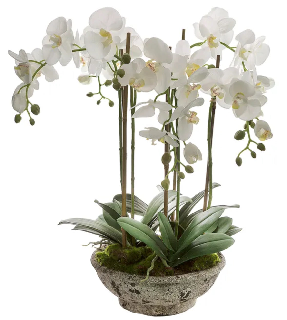 Orchid in Distressed Pot 65cm H