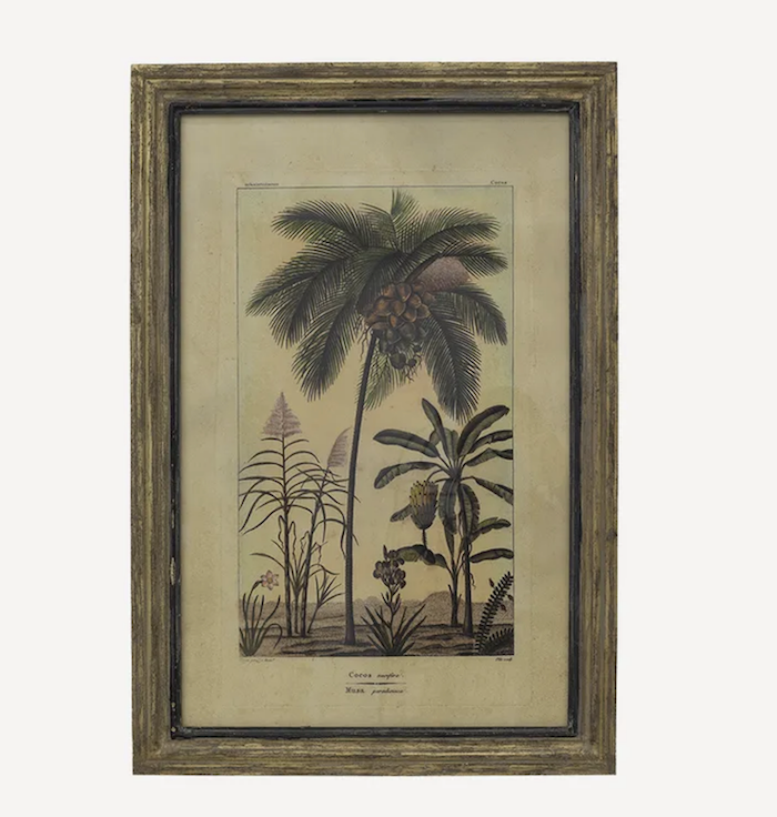 Botanical Wall Art Cocos Palm Species B