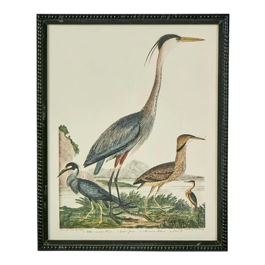 Ornithology Print A