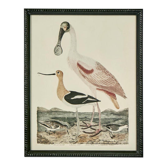 Ornithology Print B