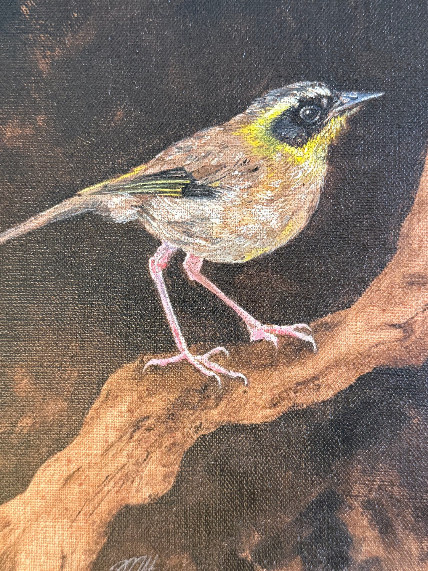 Melissa Hartley’s ‘Yellow-Throated Scrubwren’ Oil on Canvas