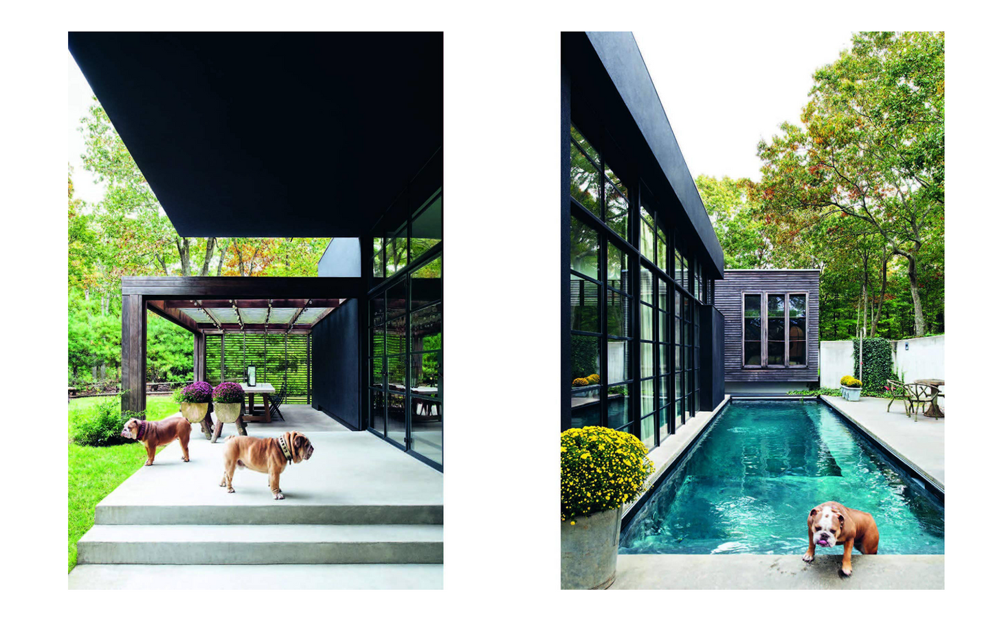 Resident Dog Volume 2 - Incredible Homes and the Dogs That Live There
