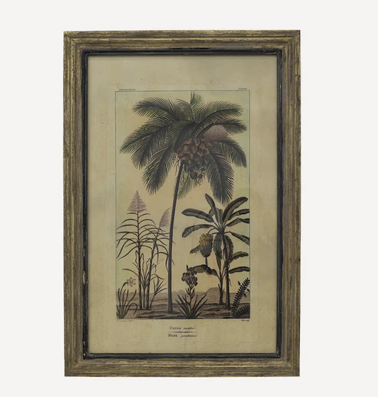 Botanical Wall Art Cocos Palm Species B